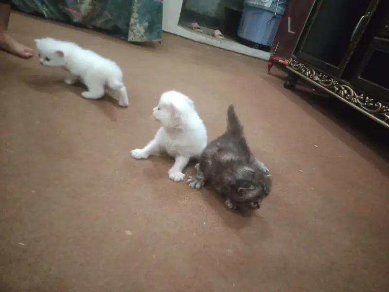 3 Persian punch face cats for sale Baki detail WhatsApp p ly lijye — photo 2