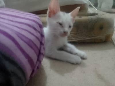 kittens up for sale