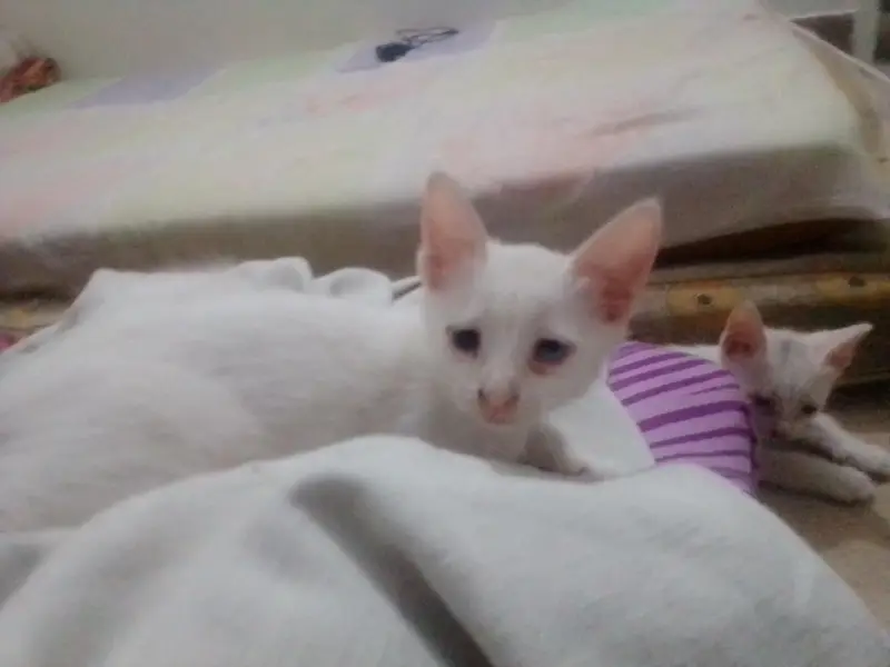 kittens up for sale — photo 2