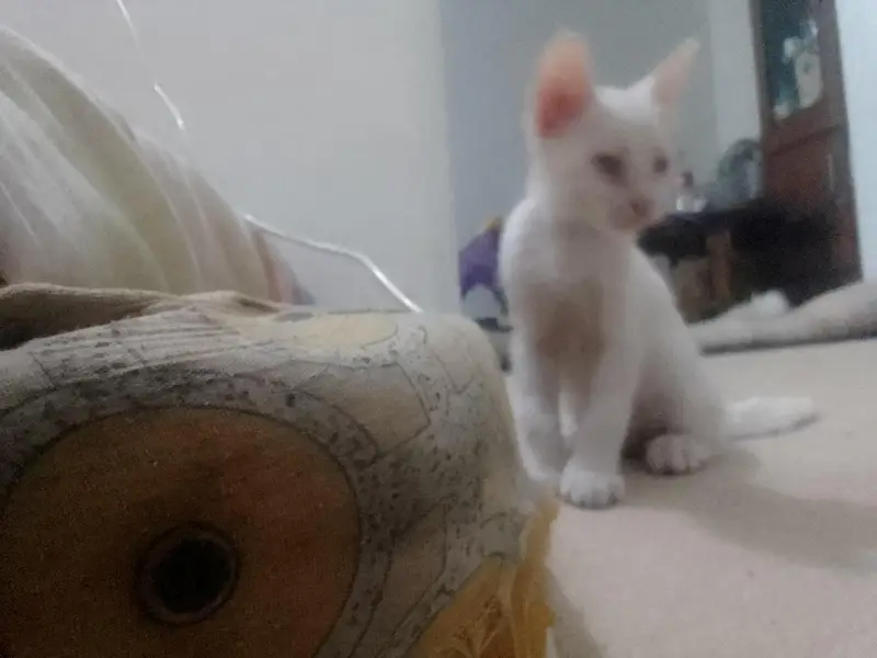 kittens up for sale — photo 3