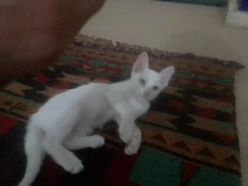 kittens up for sale — photo 4