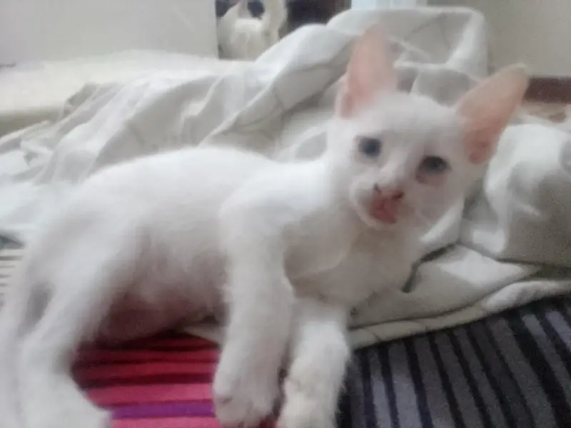 kittens up for sale — photo 5