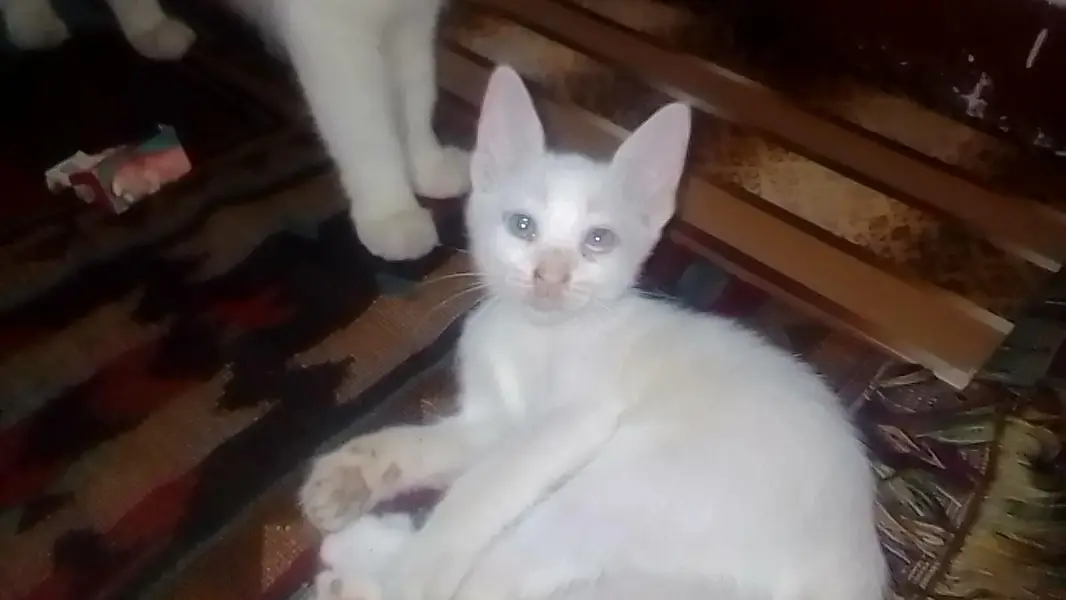 kittens up for sale — photo 6