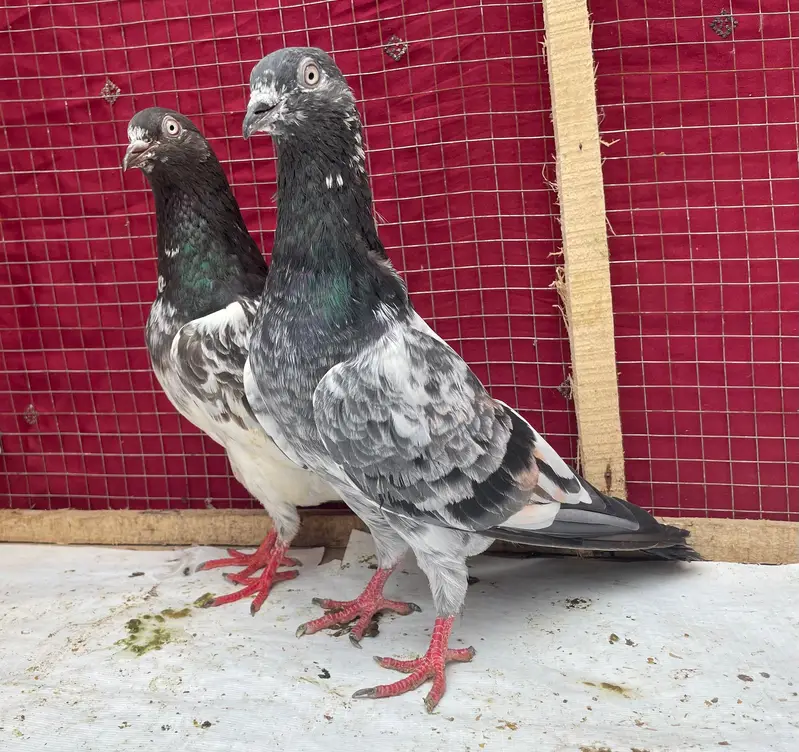 tedy sabzchena indin surkha bredr pairs — photo 2