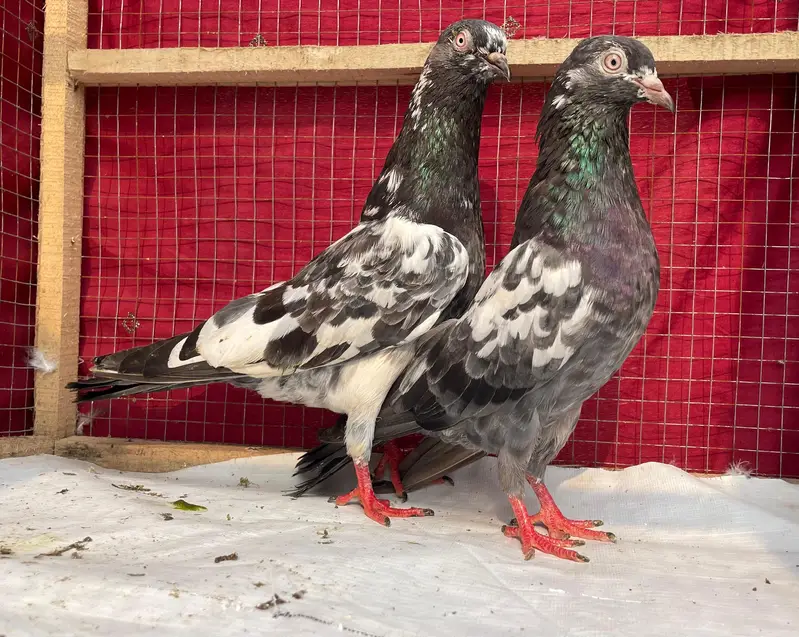 tedy sabzchena indin surkha bredr pairs — photo 3