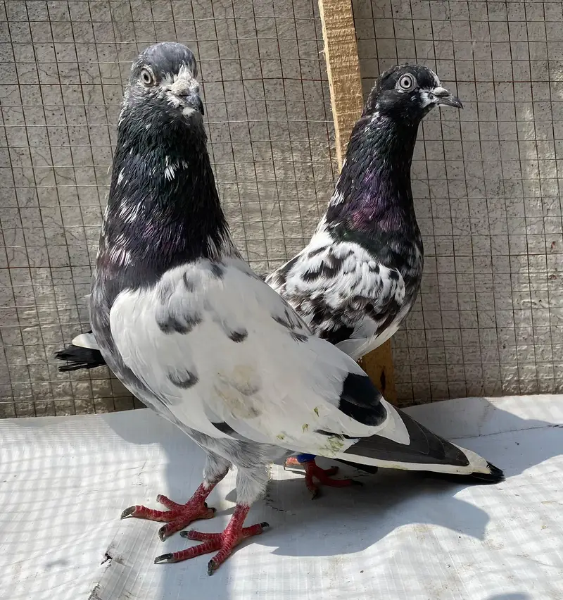 tedy sabzchena indin surkha bredr pairs — photo 6