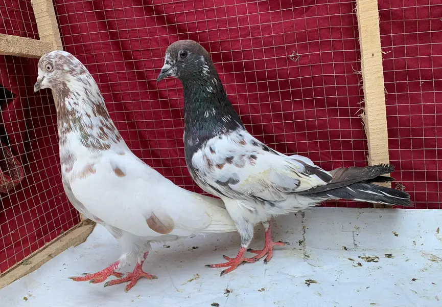 tedy sabzchena indin surkha bredr pairs — photo 10