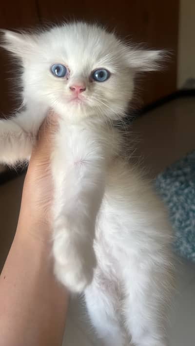 Pure Persian blue eye triple coat kittens