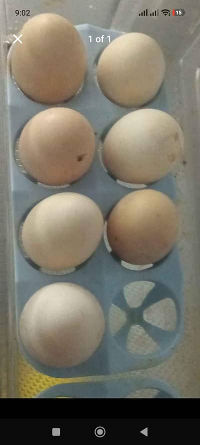 golden misri murghiyo Ka anda fresh Ghar Ka 500 darjan