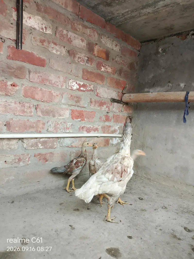 Aseel chickes whit mother — photo 5