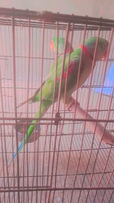 kashmiri raw parrot hand tame for sale