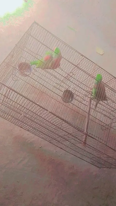 kashmiri raw parrot hand tame for sale — photo 2