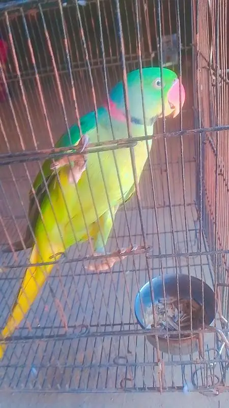 kashmiri raw parrot hand tame for sale — photo 3