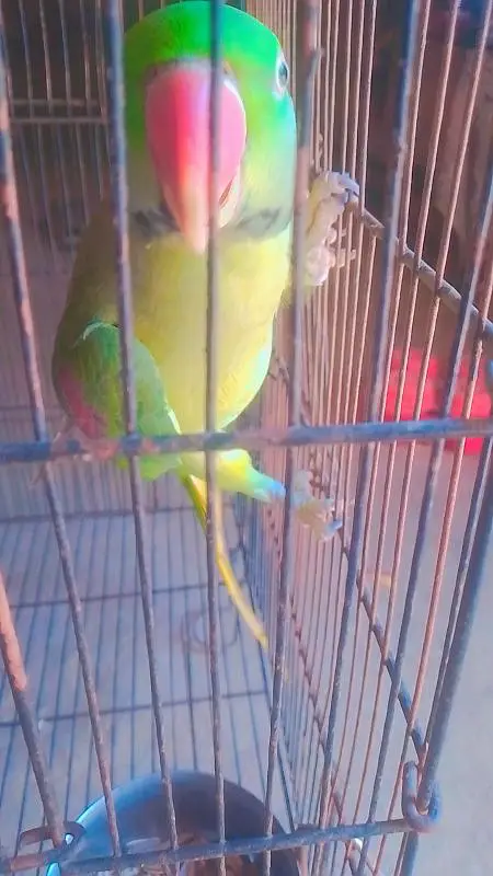 kashmiri raw parrot hand tame for sale — photo 5