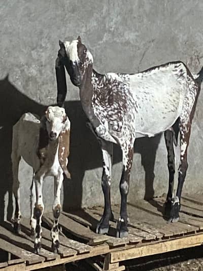 Desi goats for sale
