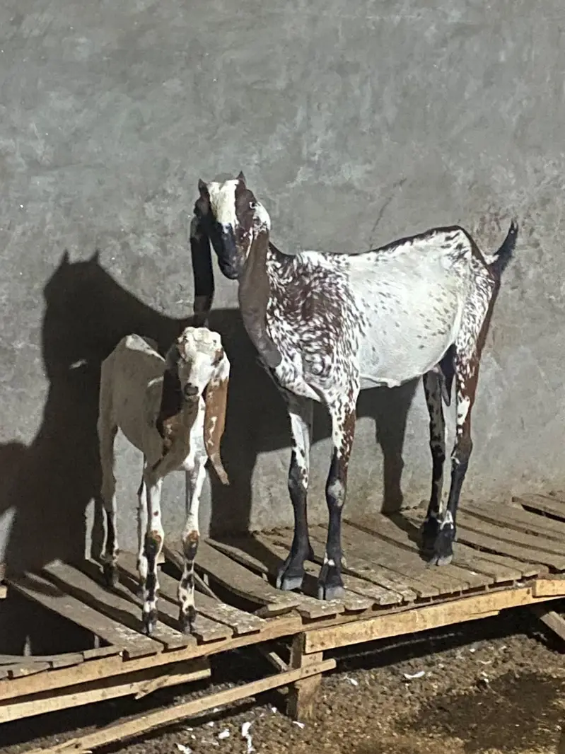 Desi goats for sale — photo 2
