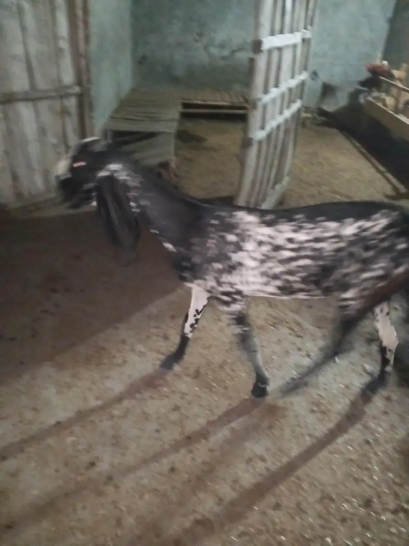 Desi goats for sale — photo 3