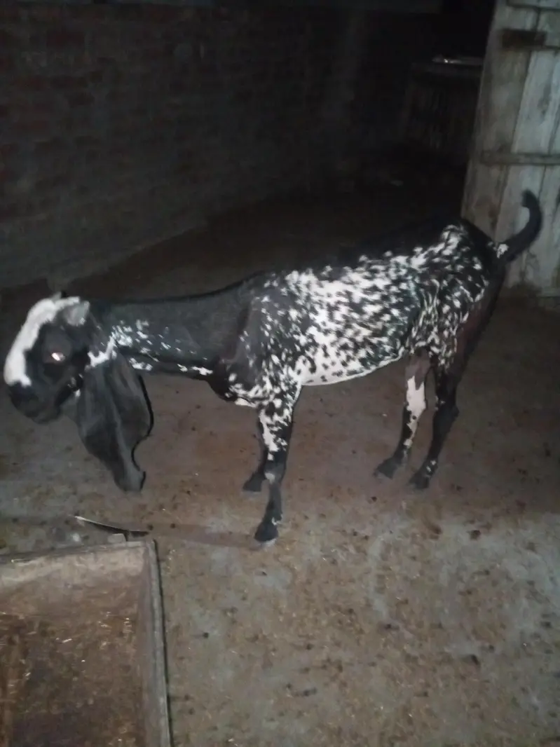 Desi goats for sale — photo 4