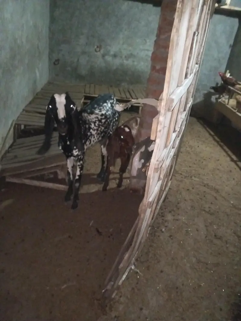 Desi goats for sale — photo 5