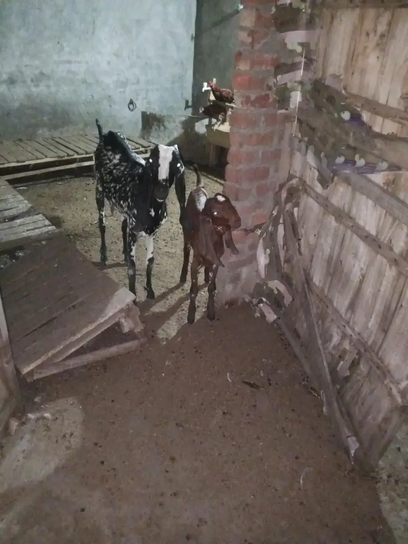 Desi goats for sale — photo 6