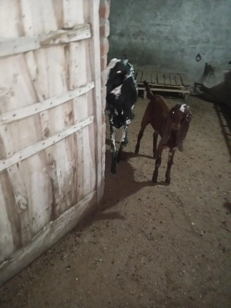 Desi goats for sale — photo 7