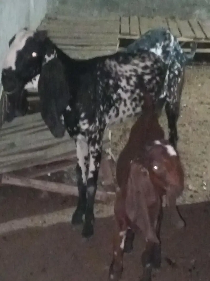 Desi goats for sale — photo 8
