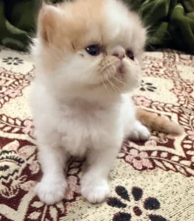 Peki kitten Pair
