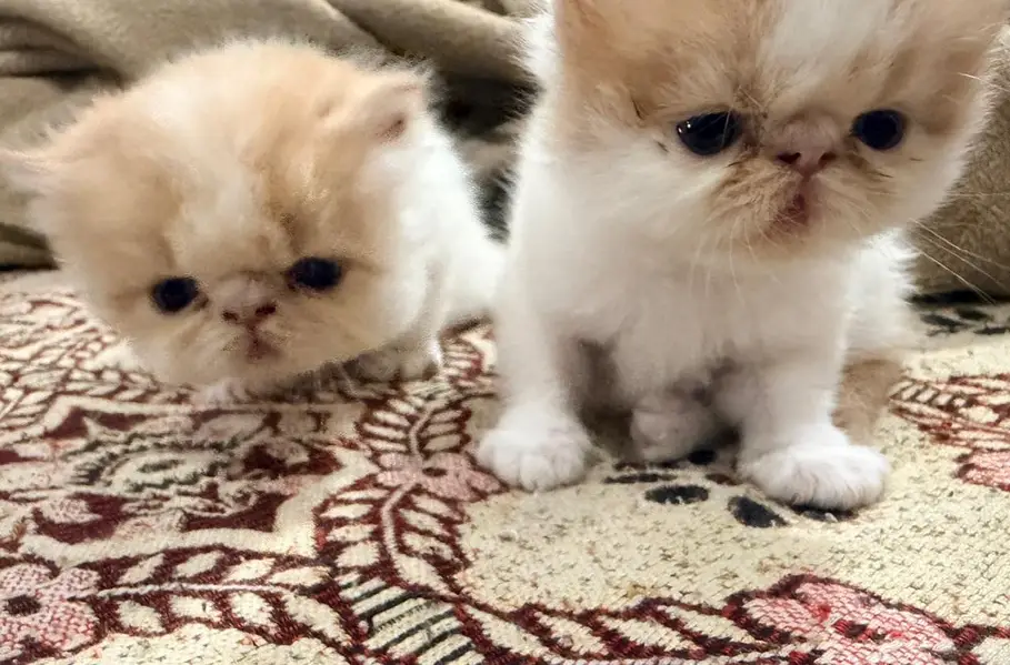 Peki kitten Pair — photo 2