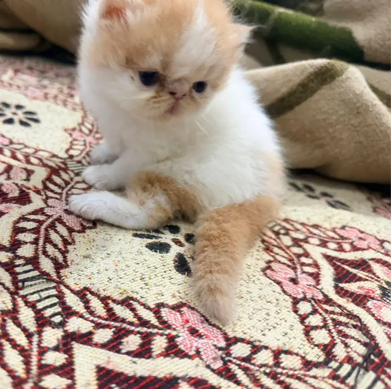Peki kitten Pair — photo 3