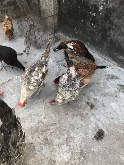 7 desi or 3 kurk honay wali
