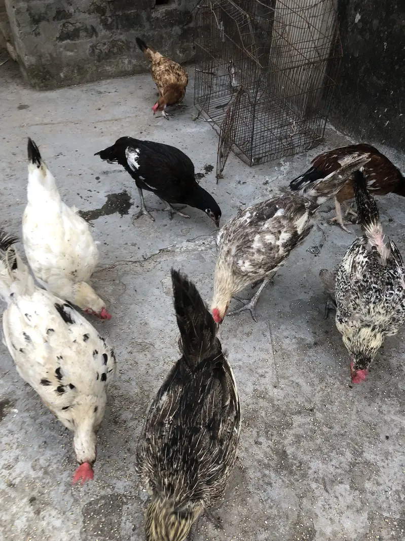 7 desi or 3 kurk honay wali — photo 2