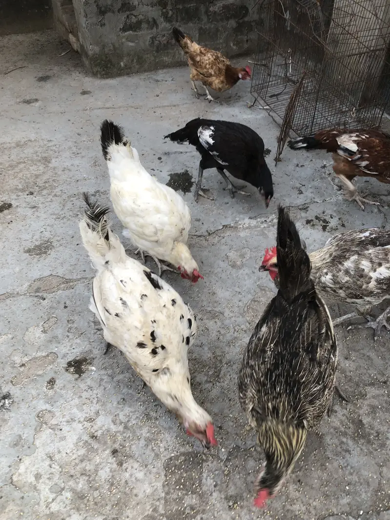 7 desi or 3 kurk honay wali — photo 3