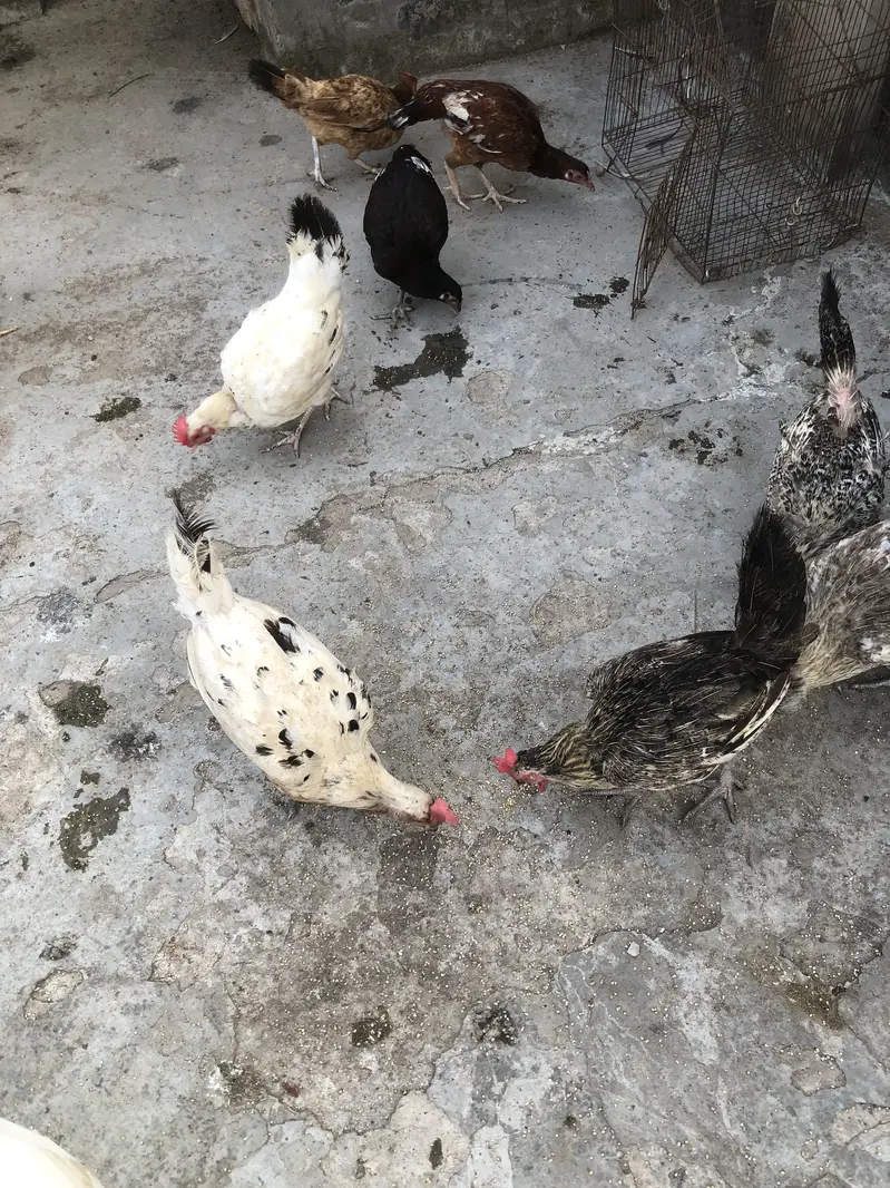7 desi or 3 kurk honay wali — photo 5