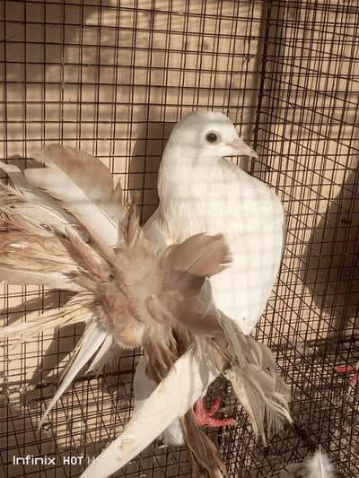 fan tail lakka males and female for sale