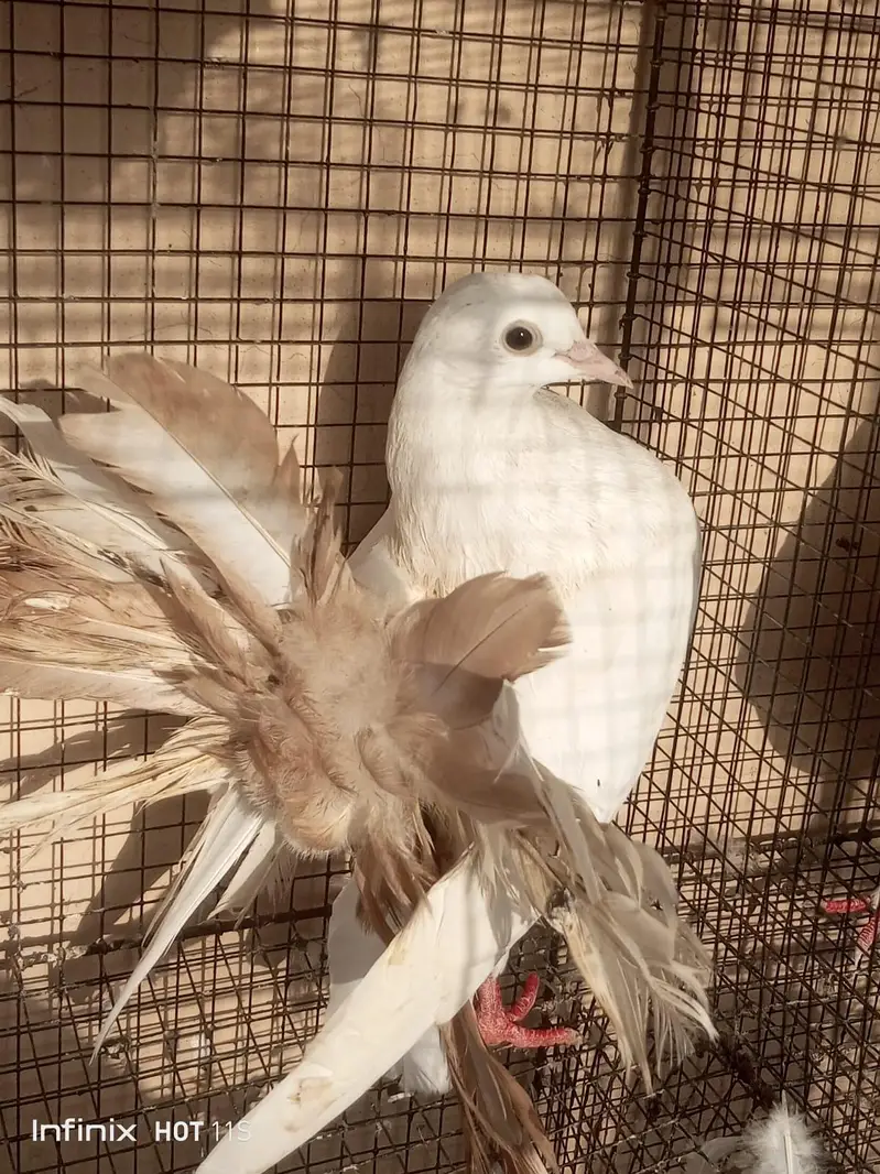 fan tail lakka males and female for sale