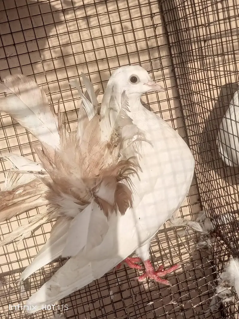 fan tail lakka males and female for sale — photo 2