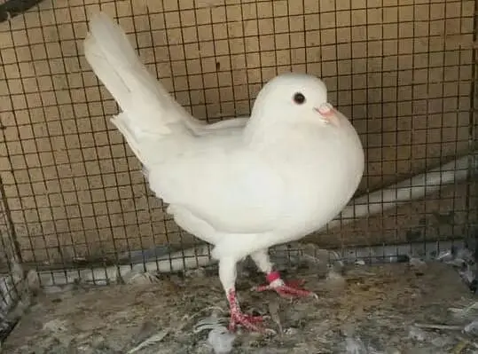 fan tail lakka males and female for sale — photo 4