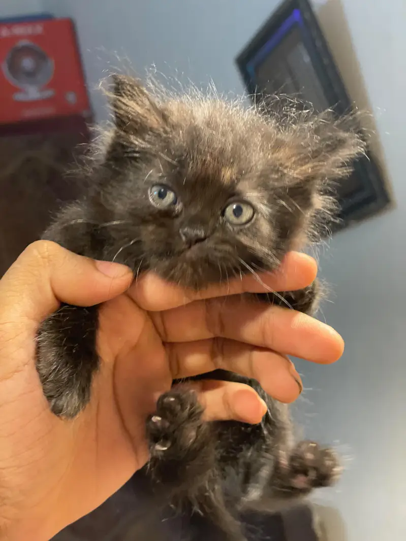 persian cat doll face — photo 2