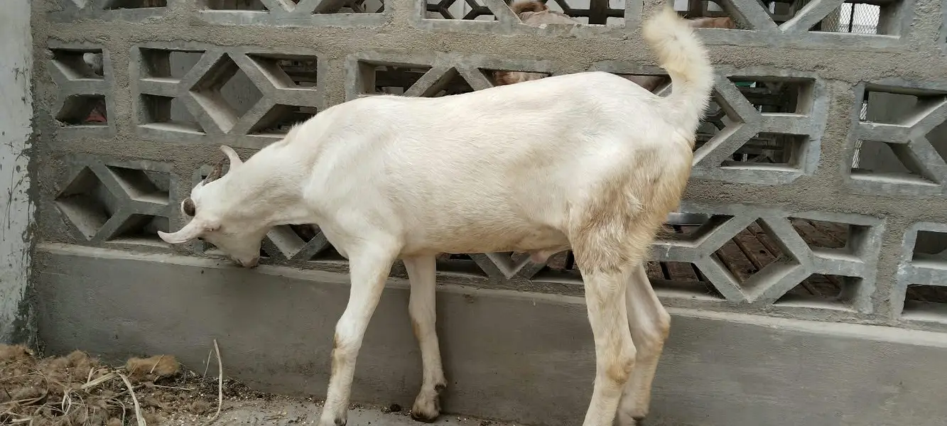 I'm selling barbari pair. pink male and female — photo 4