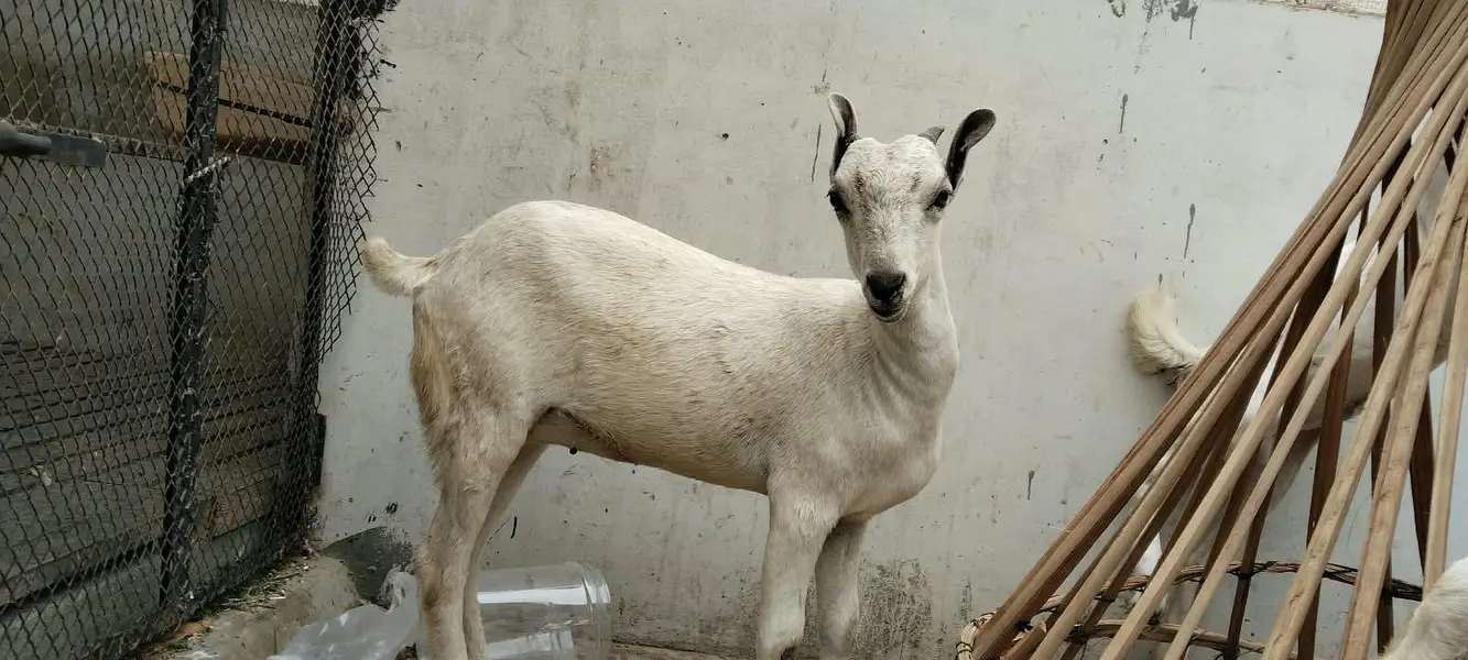 I'm selling barbari pair. pink male and female — photo 6