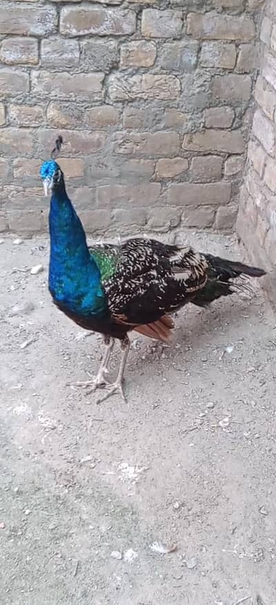 Black shoulder peacock male for sale
