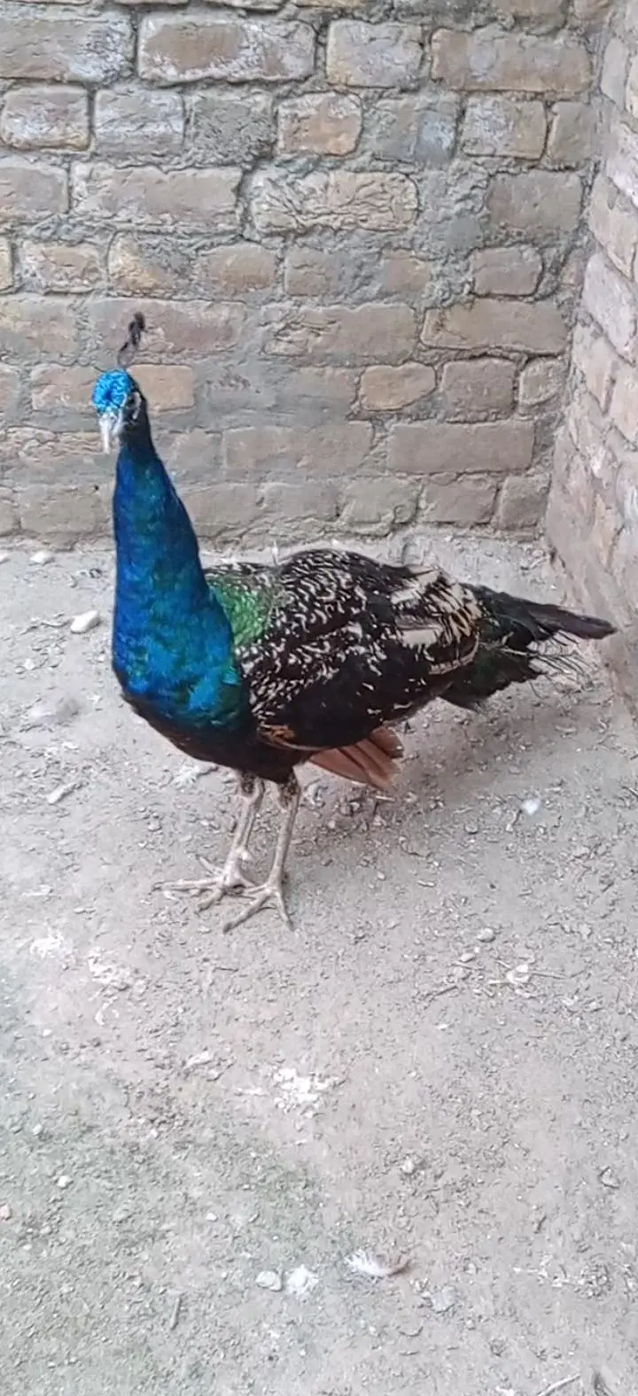 Black shoulder peacock male for sale