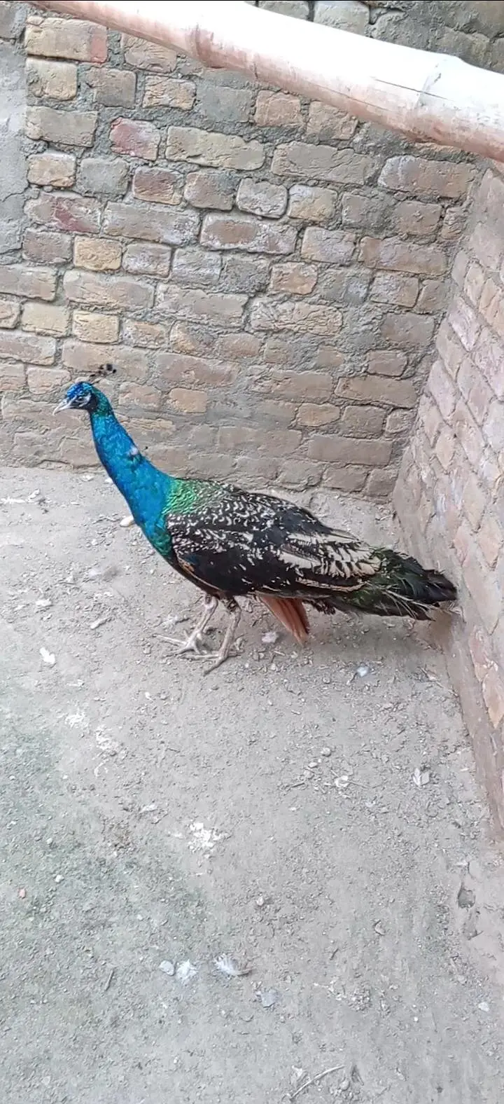 Black shoulder peacock male for sale — photo 2