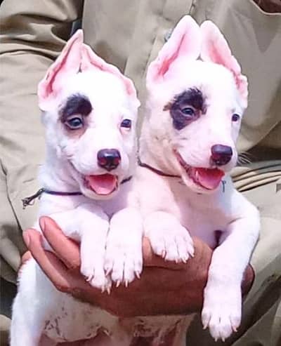 Kuwaiti gulteer male female for sale available