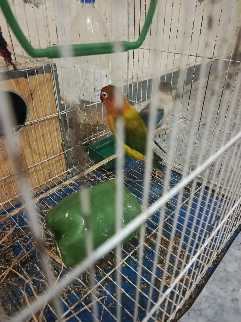 LOVE BIRDS