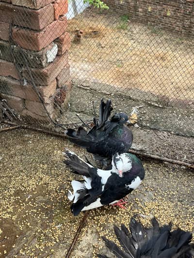 pair healthy active breeding grunty
