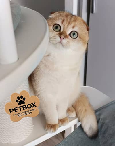 SCOTTISH FOLD GOLDEN KITTEN