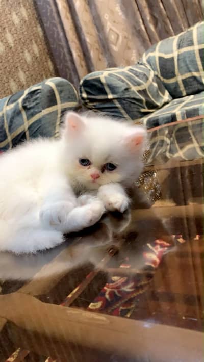 Persian Cat | Persian Kitten | Triple Coated Persian