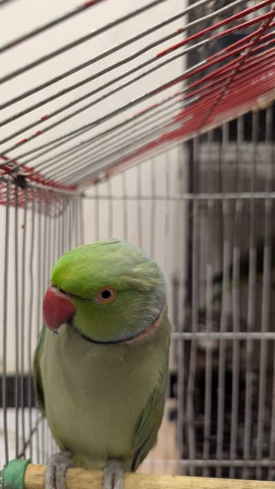 Male parrot