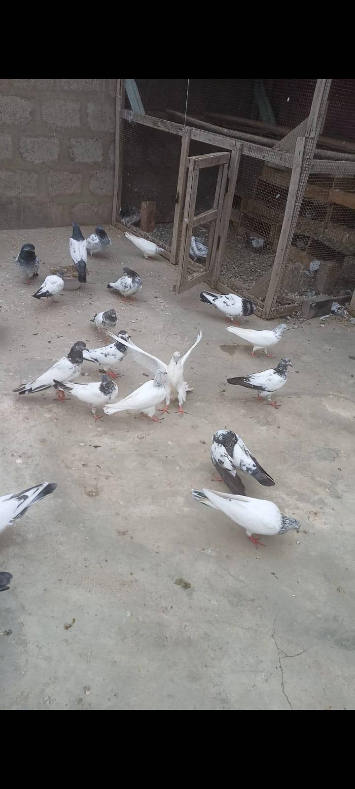 pigeons 0